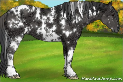 Horse Color:White Spotted Black Ice 