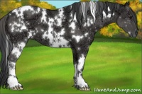 Horse Color:White Spotted Black Ice