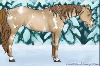 Horse Color:White Spotted Liver Chestnut Pearl Appaloosa