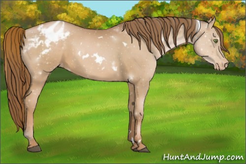 Horse Color:White Spotted Liver Chestnut Pearl Appaloosa