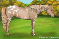 Horse Color:White Spotted Liver Chestnut Pearl Appaloosa 