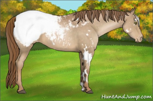 Horse Color:White Spotted Liver Chestnut Pearl Appaloosa