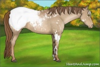 Horse Color:White Spotted Liver Chestnut Pearl Appaloosa 