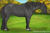 Horse Color:Smoky Blue Roan 