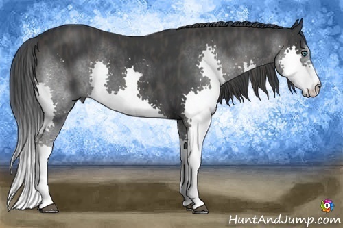 Horse Color:Black Splash  Brindle