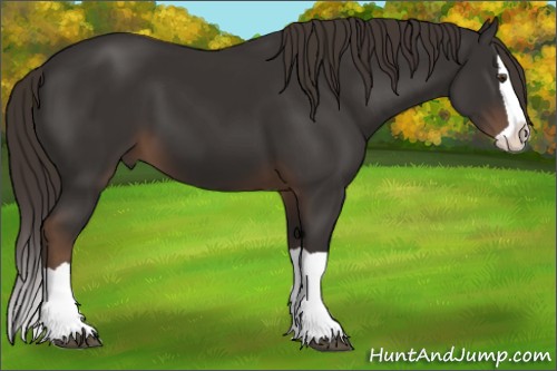 Horse Color:Liver Chestnut Splash 