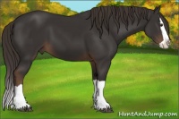 Horse Color:Liver Chestnut Splash