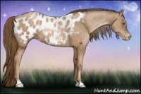 Horse Color:Liver Chestnut Pearl Appaloosa 