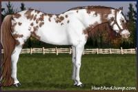 Horse Color:Chestnut Splash Frame Appaloosa 