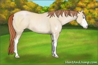Horse Color:Buckskin Pearl Dun Sabino 