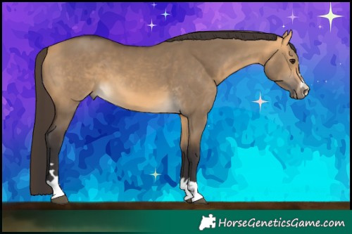 Horse Color:Buckskin Dun 