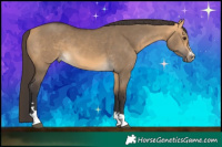 Horse Color:Buckskin Dun 