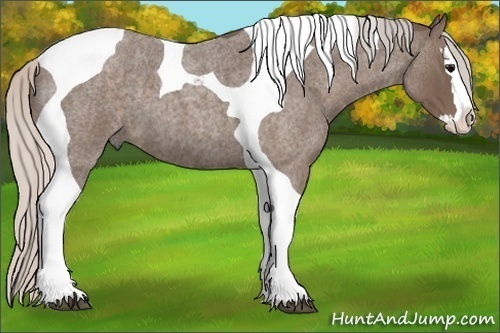 Horse Color:Silver Blue Roan Splash Tobiano 