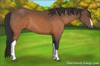Horse Color:Buckskin 