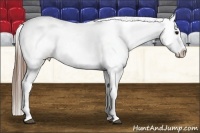 Horse Color:Buckskin Near Leopard 