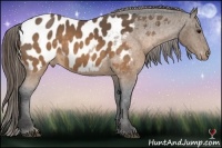 Horse Color:Buckskin Appaloosa