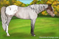 Horse Color:Silver Brown Appaloosa