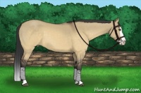 Horse Color:Buckskin Dun Splash