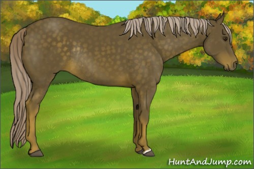 Horse Color:Chocolate Palomino Rabicano 