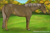 Horse Color:Chocolate Palomino Rabicano 