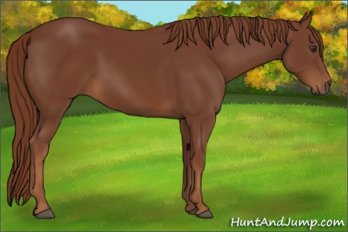 Horse Color:Chestnut Rabicano 
