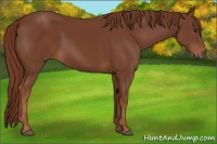 Horse Color:Chestnut Rabicano 