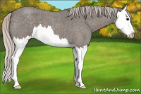 Horse Color:Silver Blue Roan Sabino Splash 