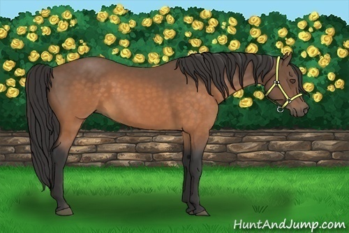 Horse Color:Buckskin 