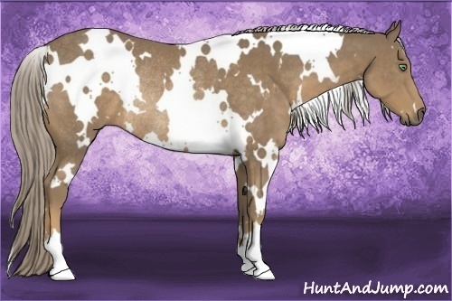 Horse Color:White Spotted Chocolate Palomino Rabicano 