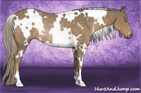 Horse Color:White Spotted Chocolate Palomino Rabicano