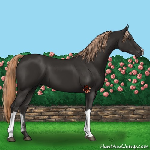 Horse Color:Liver Chestnut 