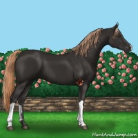 Horse Color:Liver Chestnut 
