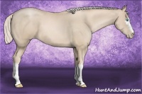 Horse Color:White Spotted Palomino Pearl 