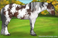 Horse Color:White Spotted Brown 