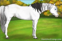 Horse Color:Liver Red Onyx Sabino Splash