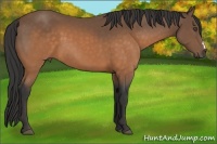 Horse Color:Buckskin 