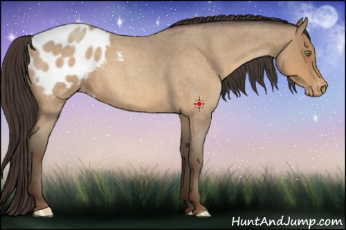 Horse Color:Sable Champagne Roan Appaloosa