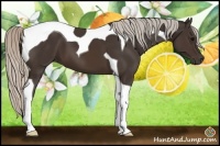 Horse Color:Silver Brown Tobiano