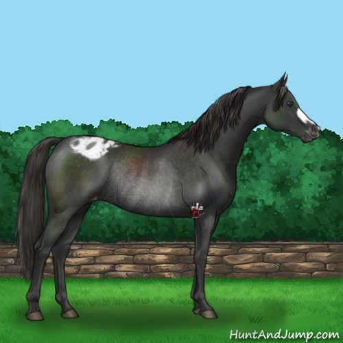 Horse Color:Liver Chestnut Appaloosa Rabicano 