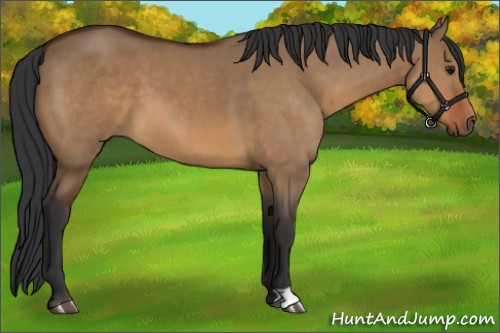 Horse Color:Bay Dun 
