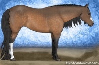 Horse Color:Buckskin 