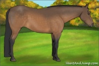 Horse Color:Buckskin 
