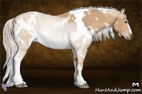 Horse Color:White Spotted Palomino Rabicano
