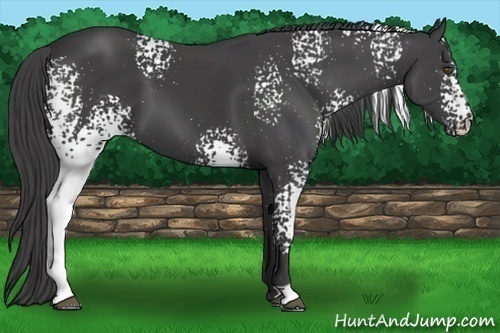 Horse Color:White Spotted Smoky Black 