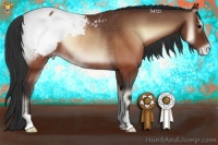 Horse Color:Brown Onyx Appaloosa Rabicano 