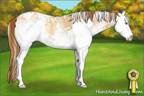 Horse Color:White Spotted Gold Champagne Dun Splash 