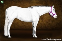 Horse Color:Silver Black Splash Snowcap 