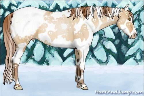 Horse Color:Brown Pearl Dun Sabino Appaloosa 