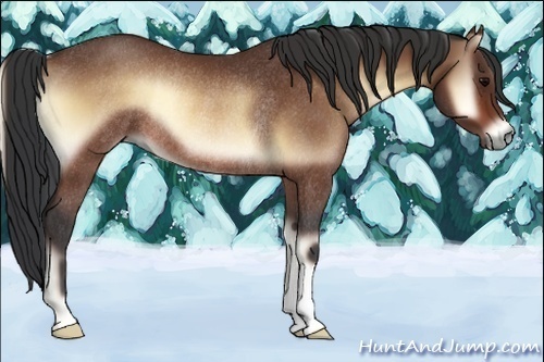 Horse Color:Bay Onyx Rabicano 