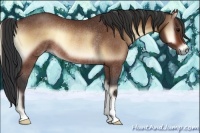 Horse Color:Bay Onyx Rabicano 